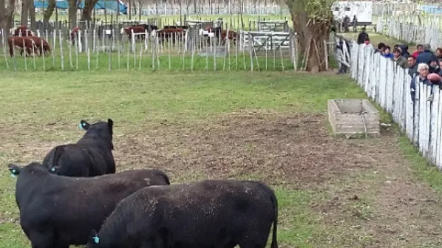 Interesados en comprar reproductores y vaquillonas, pueden agendar este evento (se viene el segundo remate)