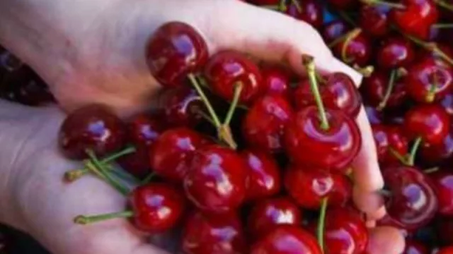 Neuquén volverá a exportar cerezas para fin de año (cerca de 2.500 toneladas) 