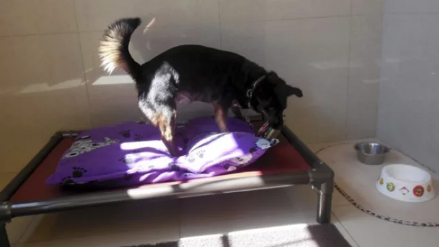 Llegó Sigor, un lujoso 5 estrellas para perros