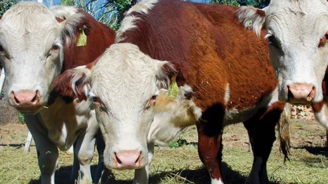 Neuquén dice presente en la Rural de Palermo (foco en mostrar destinos turísticos)