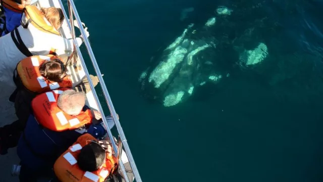 Aerolíneas Argentinas lanza nuevo corredor turístico (que une Puerto Madryn, El Calafate y Ushuaia) con gran variedad de conexiones