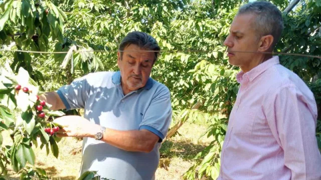 De comercializar sus cerezas a granel a enfriar y empacar su producción