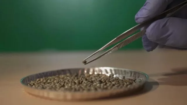 Jujuy avanza con un Plan de Desarrollo Genético de cannabis medicinal