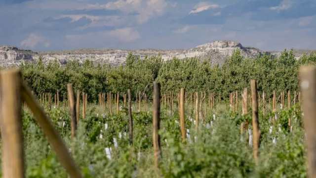 El alto valle rionegrino busca deleitar con los más exquisitos vinos (entre los viñedos de los Caminos del Vino de Río Negro)