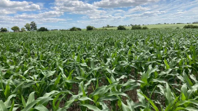 Los Petisos y los Cortos se consolidan como opción de maíz de segunda para los productores uruguayos