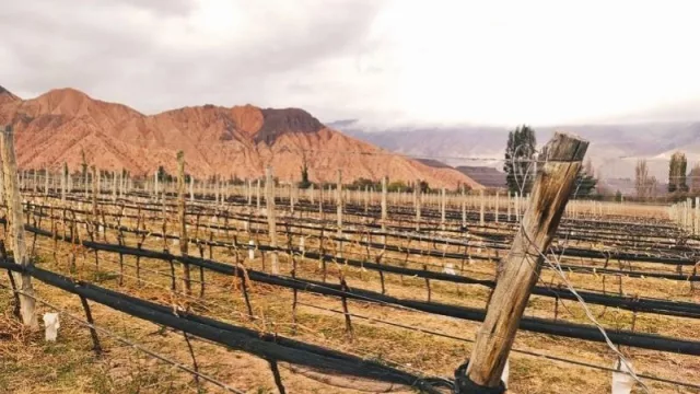 Tres departamentos de Jujuy en emergencia agropecuaria por heladas