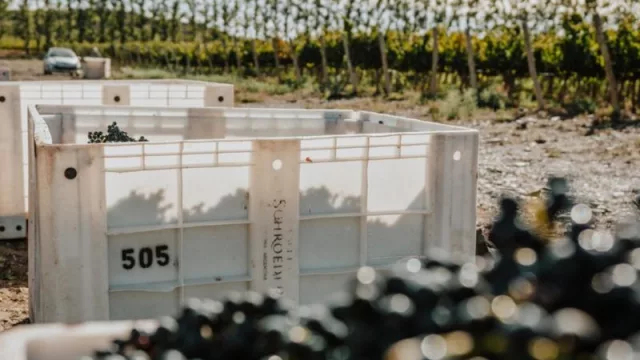 Llega la tercera edición de la Vendimia Neuquén: con vino, comida y música en vivo