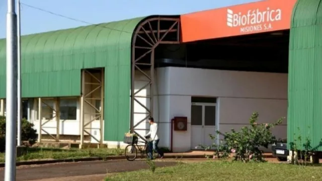 La plantación de cannabis para uso medicinal más grande del NEA está en Misiones