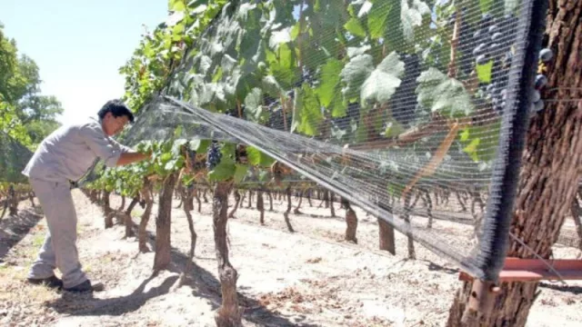 Agricultura circular: las mallas antigranizo que se convierten en materiales de construcción