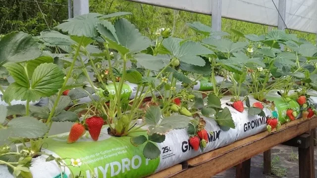 Producirán frutillas en hidroponía en Plaza Huincul (con el objetivo de diversificar la producción agrícola y generar cultivos utilizando otras técnicas)