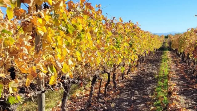 Wine México destaca a los vinos de la Patagonia