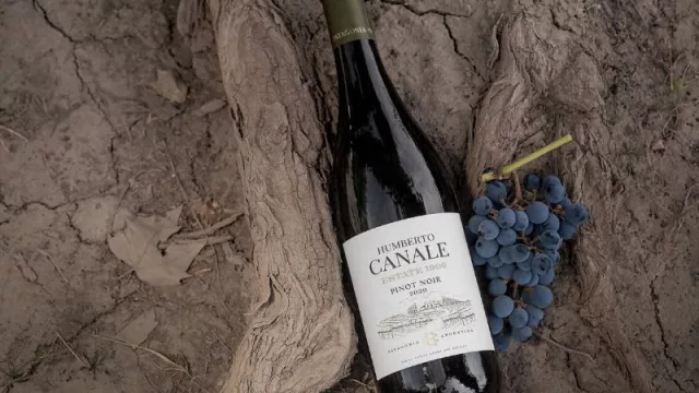 Bodega Humberto Canale te invita a sumergirte en las tentaciones de las visitas guiadas en época de cosecha