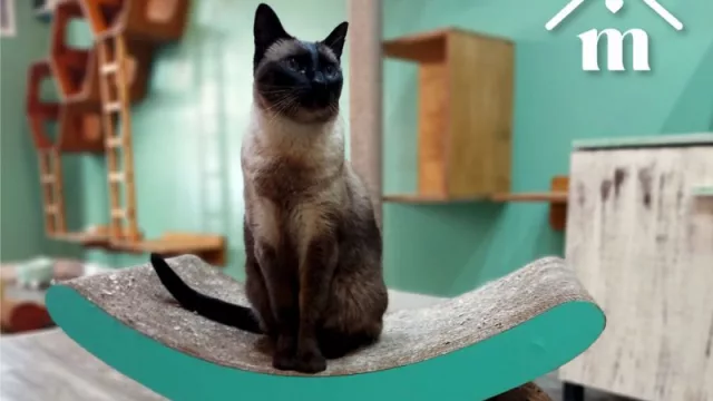 Calor y mosquitos: cómo cuidar y proteger a tus gatos