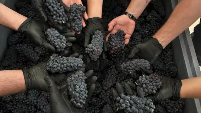 Un nuevo Pinot Noir llega para posicionar a la Patagonia en el mundo (de la mano de Humberto Canale)