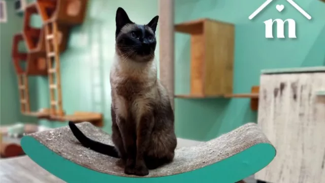 Hoteles de Gatos Mishmosos: ¿quién cuidará a tu mascota durante las vacaciones o fines de semana largos?