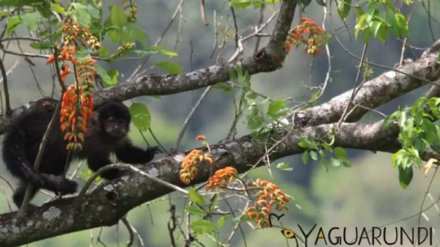 Red de reservas privadas: construyendo un legado de respeto y responsabilidad hacia la naturaleza