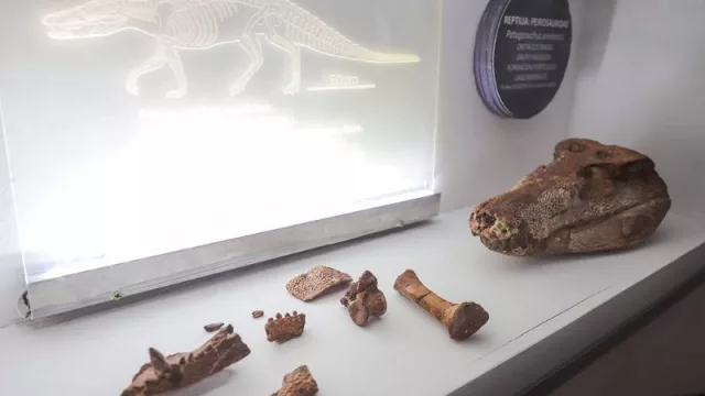 ¿Te gustaría conocer Vaca Muerta? La región explora el turismo paleontológico