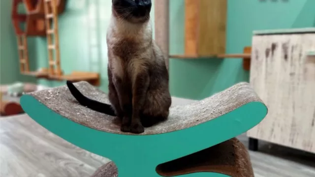 Hoteles de Gatos Mishmosos participará en la FIT y lanzará una campaña dirigida a Agencias de Viajes y Hoteles de humanos en AMBA