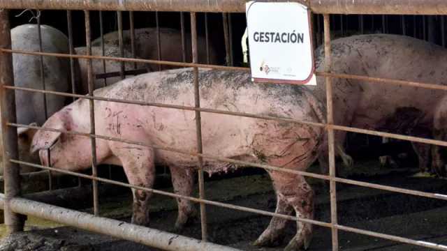 Habilitan la venta de porcinos con genética mejorada en Neuquén