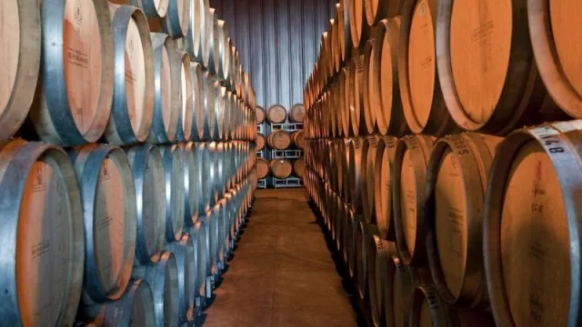 La Patagonia: un pilar en la vitivinicultura argentina de alta calidad