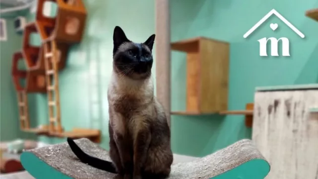 Tips para cuidar a tus mascotas: las altas temperaturas, ¿afectan también a los gatos?