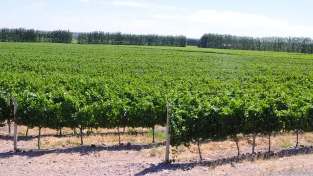 Las bodegas de Río Negro apuestan al enoturismo como motor de desarrollo económico