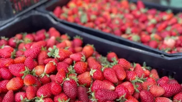 Neuquén, tierra de oportunidades para la producción de fruta fina