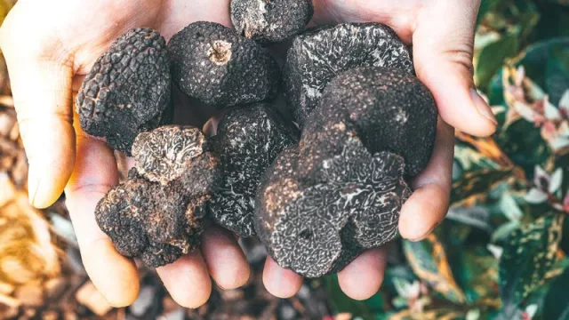 Charlas sobre truficultura: una oportunidad para productores argentinos