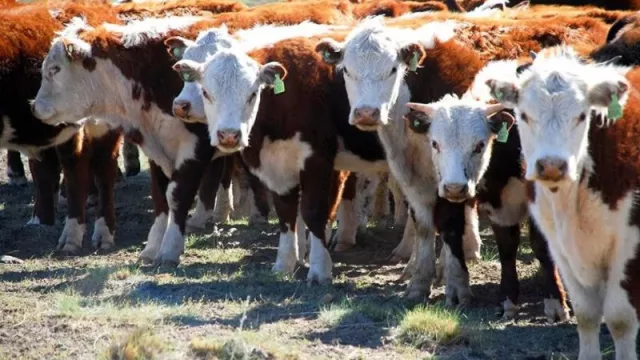 El gobernador Figueroa impulsa una mesa federal para bajar el precio de la carne y proteger a los productores