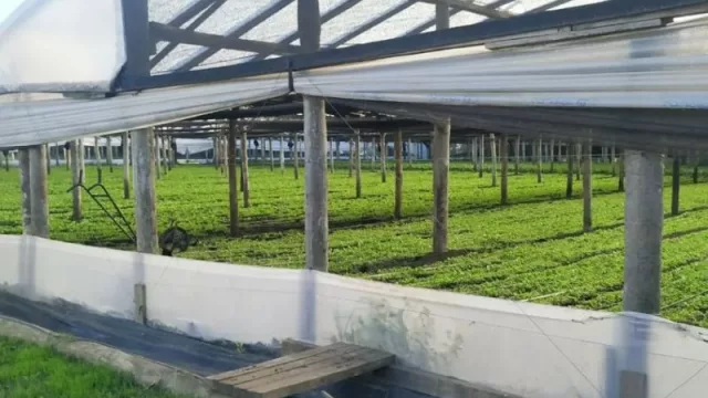 Productores neuquinos fortalecen sus conocimientos hortícolas en Mar del Plata