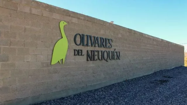 El oro verde de la estepa neuquina: nace un aceite de oliva de exportación en Añelo