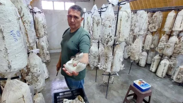 Gírgolas todo el año: el innovador emprendimiento de hongos gourmet en San Patricio del Chañar