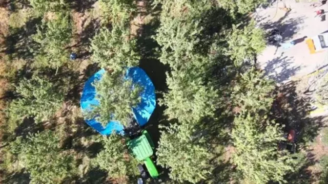 Senillosa lidera la producción de almendras en Neuquén