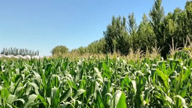Neuquén avanza con el cultivo de maíz como alternativa productiva en San Patricio del Chañar