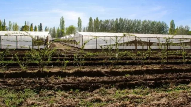 Centenario y Vista Alegre lideran la nueva expansión hortícola en Neuquén