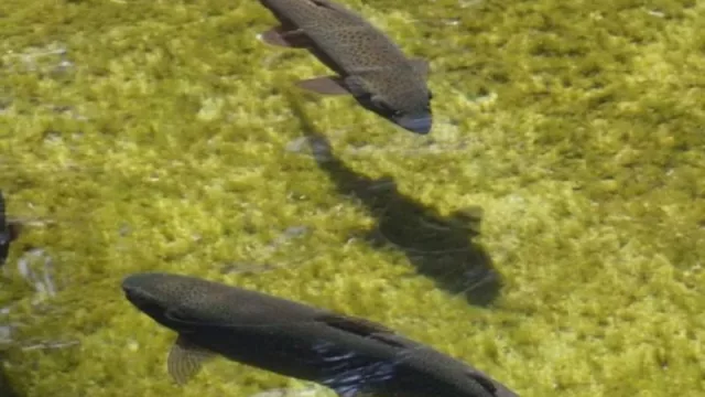 La Piscicultura de Plottier abre sus puertas al turismo educativo durante el verano