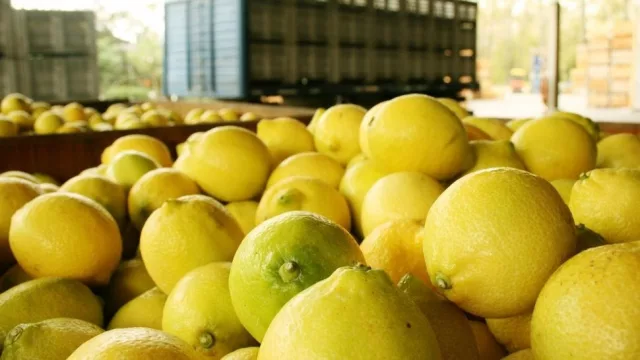 Limón tucumano: adelantan la cosecha por falta de stock global y mejora en los precios