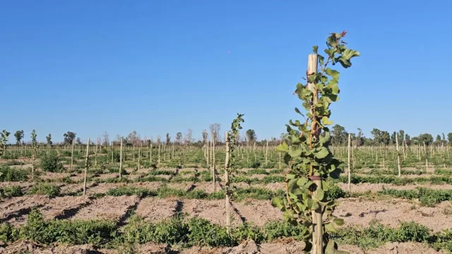 El pistacho argentino amplía su base de inversores con perfiles de 7 provincias y 4 países extranjeros