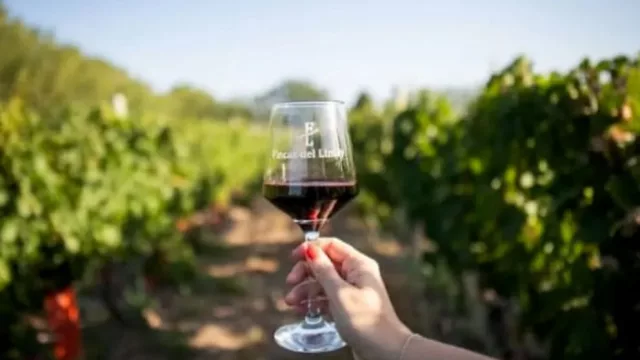 Fincas del Limay apuesta al enoturismo y al crecimiento productivo en la vendimia neuquina 2026