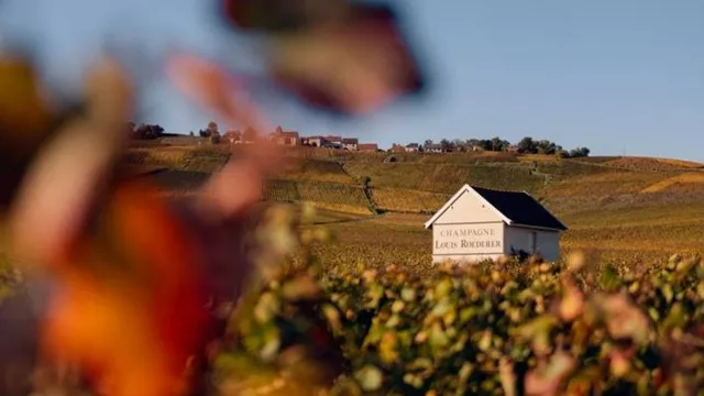 Louis Roederer, la 'Marca de Champán más Admirada del Mundo' (por séptimo año consecutivo)