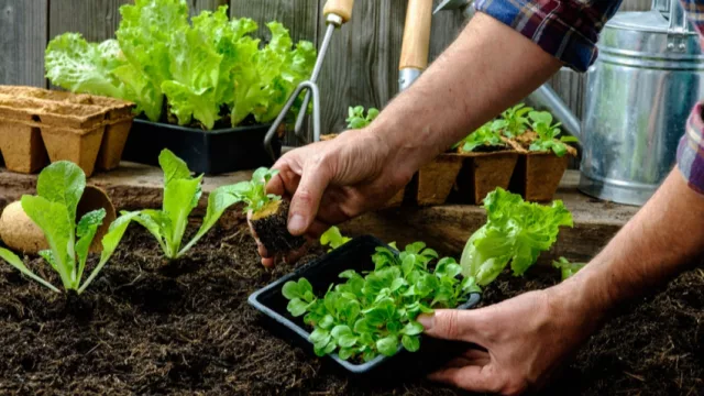 Las huertas ganan lugar en la economía familiar (Corrientes impulsa la producción de alimentos a pequeña escala)