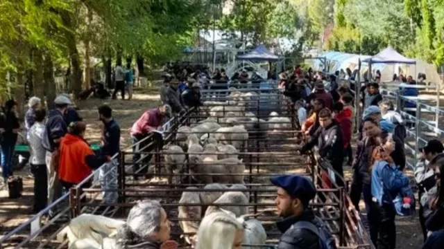 Norte neuquino: se realizan nuevas ferias ganaderas para potenciar la producción ovina, caprina y bovina