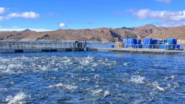 La acuicultura se consolida como una nueva industria estratégica para Neuquén y Río Negro
