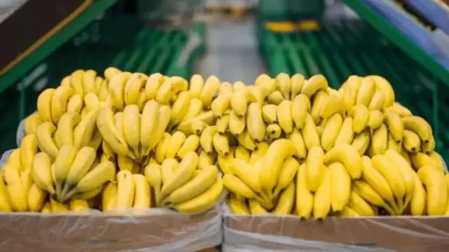 Productores de Jujuy y Salta alertan por el impacto sanitario y económico del ingreso de bananas importadas