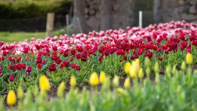 Huinganco recibió más de 5.000 visitantes y proyecta una floración de 200.000 tulipanes para 2027